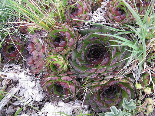 Sempervivum tectorum e  aracnoideum